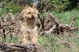 CAIRN TERRIER 178